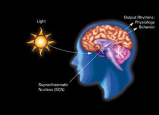 Researchers have unlocked a cure for jet lag by activating VIP neurons in the suprachiasmatic nucleus
