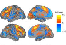 Researchers uncover hidden brain states that regulate performance and decision making