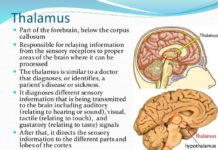 Role of the thalamus in perception and reaction to predators