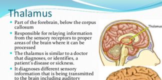 Role of the thalamus in perception and reaction to predators