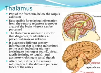 Role of the thalamus in perception and reaction to predators
