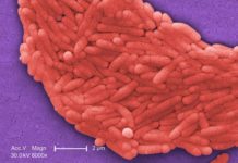 Researchers at the Stanford University School of Medicine have identified a molecule that serves as natural protection against one of the most common intestinal pathogens