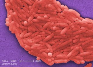 Researchers at the Stanford University School of Medicine have identified a molecule that serves as natural protection against one of the most common intestinal pathogens