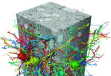 Scientists from Google AI and the Max Planck Institute of Neurobiology describe a method based on artificial neural networks that is able to reconstruct entire nerve cells