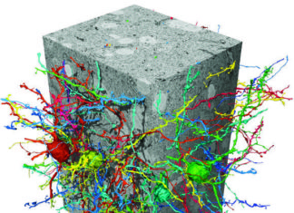 Scientists from Google AI and the Max Planck Institute of Neurobiology describe a method based on artificial neural networks that is able to reconstruct entire nerve cells