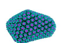Scientists from UNSW Sydney and the UK have discovered that the human immunodeficiency virus (HIV) hijacks a small molecule from the host cell to protect itself from being destroyed by the host’s immune system
