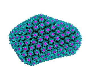 Scientists from UNSW Sydney and the UK have discovered that the human immunodeficiency virus (HIV) hijacks a small molecule from the host cell to protect itself from being destroyed by the host’s immune system