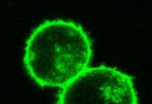 Scientists have genetically reprogrammed the human immune cells known as T cells without using viruses to insert DNA
