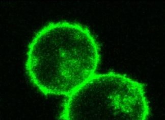 Scientists have genetically reprogrammed the human immune cells known as T cells without using viruses to insert DNA