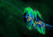 Scientists show that mammalian life begins differently than we thought