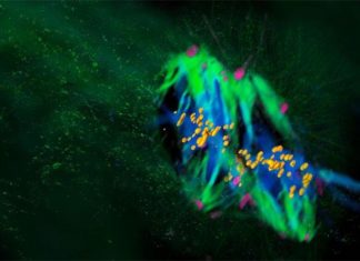 Scientists show that mammalian life begins differently than we thought