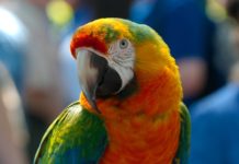 Study of parrots reveals evidence of convergent evolution between bird and primate brains