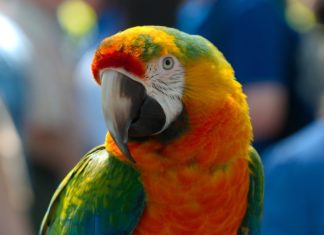 Study of parrots reveals evidence of convergent evolution between bird and primate brains