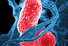 The mother’s microbiome is a key contributor to the risk of autism and other neurodevelopmental disorders in her offspring