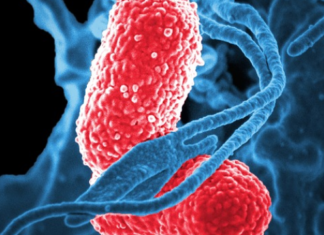 The mother’s microbiome is a key contributor to the risk of autism and other neurodevelopmental disorders in her offspring