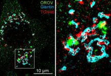 The strategy used by the Oropouche virus to replicate in human cells has been described for the first time by researchers at the University of São Paulo (USP) in Brazil