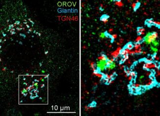 The strategy used by the Oropouche virus to replicate in human cells has been described for the first time by researchers at the University of São Paulo (USP) in Brazil