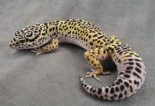 University of Guelph researchers have discovered the type of stem cell allowing geckos to create new brain cells