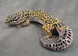 University of Guelph researchers have discovered the type of stem cell allowing geckos to create new brain cells