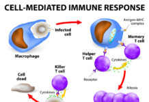 Without T cells, we could not survive