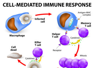 Without T cells, we could not survive