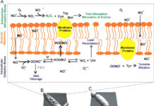 IDMP : identify immune system mechanism that regulates inflammation