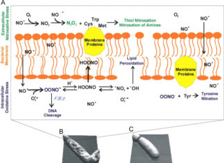 IDMP : identify immune system mechanism that regulates inflammation