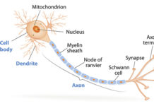 Why are axons, the spindly arms extending from neurons that transmit information from neuron to neuron in the brain, designed the way they are ?