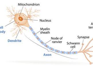 Why are axons, the spindly arms extending from neurons that transmit information from neuron to neuron in the brain, designed the way they are ?