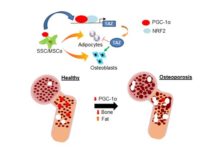 Researchers discover gene that controls bone-to-fat ratio in bone marrow