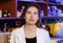 Human clinical trial reveals verapamil as an effective type 1 diabetes therapy