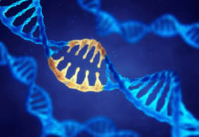Gene-editing technique cures genetic disorder in utero