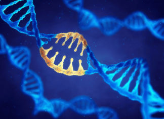 Gene-editing technique cures genetic disorder in utero