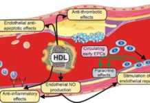 Postmenopausal factors may have an impact on the heart-protective qualities of high-density lipoproteins (HDL)