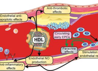 Postmenopausal factors may have an impact on the heart-protective qualities of high-density lipoproteins (HDL)