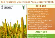 Adolescent students in a rural school in India who consumed an iron-biofortified version of the grain pearl millet exhibited improved attention and memory compared to those who consumed conventional pearl millet