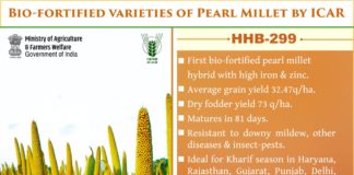 Adolescent students in a rural school in India who consumed an iron-biofortified version of the grain pearl millet exhibited improved attention and memory compared to those who consumed conventional pearl millet