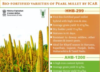 Adolescent students in a rural school in India who consumed an iron-biofortified version of the grain pearl millet exhibited improved attention and memory compared to those who consumed conventional pearl millet
