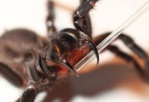 A devastating form of childhood epilepsy that is resistant to traditional drugs may have met its match in spider venom