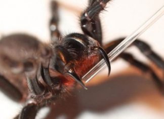 A devastating form of childhood epilepsy that is resistant to traditional drugs may have met its match in spider venom