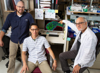 A team has identified a master switch that appears to control the dynamic behavior of tumor cells that makes some aggressive cancers