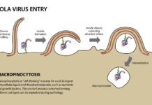 A new study at Texas Biomedical Research Institute is shedding light on the role of specific proteins that trigger a mechanism allowing Ebola virus to enter cells to establish replication