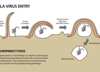 A new study at Texas Biomedical Research Institute is shedding light on the role of specific proteins that trigger a mechanism allowing Ebola virus to enter cells to establish replication