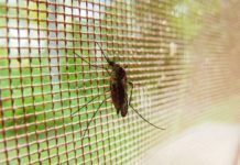 A new type of bed net could prevent millions of cases of malaria