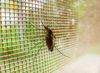 A new type of bed net could prevent millions of cases of malaria
