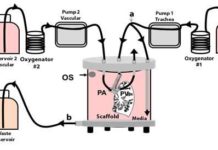 A research team at the University of Texas Medical Branch have bioengineered lungs and transplanted them into adult pigs with no medical complication