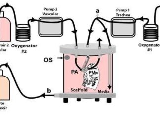 A research team at the University of Texas Medical Branch have bioengineered lungs and transplanted them into adult pigs with no medical complication