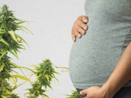 Breast milk : Marijuana found up to six days after use