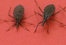 Chagas disease, caused by a parasite, has spread outside of Latin America and carries a high risk of heart disease