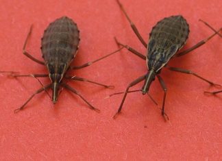 Chagas disease, caused by a parasite, has spread outside of Latin America and carries a high risk of heart disease